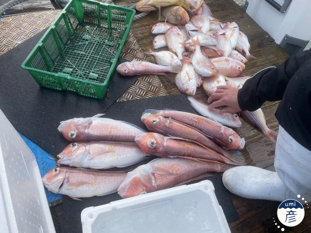 初釣りの仕入れ釣行