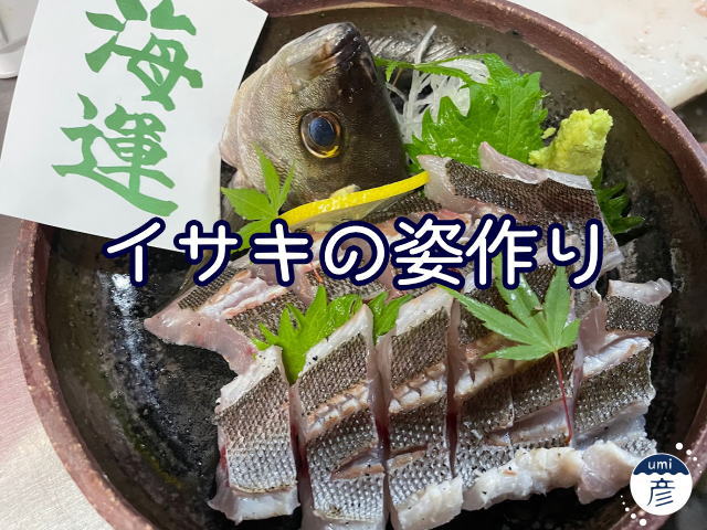 新鮮な釣りイサキ入荷！