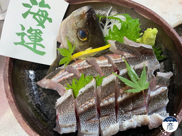 新鮮な釣りイサキ入荷！