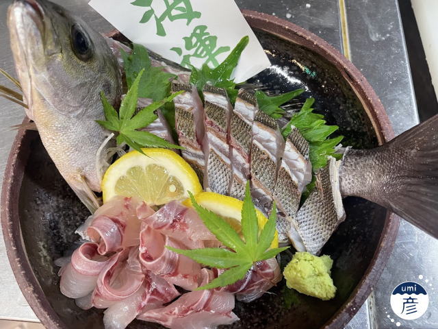 新鮮な釣りイサキ入荷！