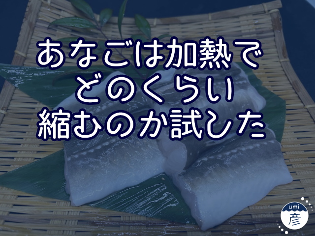 あなごがどのくらい縮むのか試した結果…