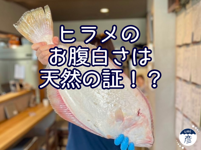 ヒラメのお腹の白さは天然の証！？