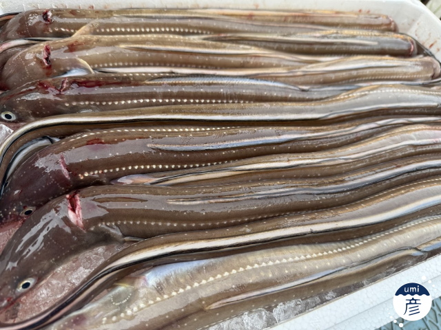 あなごフライ販売開始！