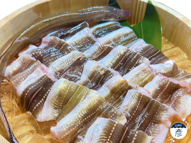 新商品！あなごの切り身"大容量パック"販売開始