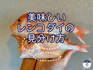 スーパーでも失敗しない！美味しいレンコダイの選び方！
