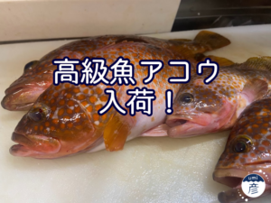 高級魚「アコウ」入荷！