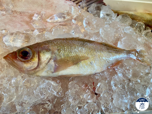 海彦初登場！隠れた名魚「ハツメ」の煮付け、オススメです
