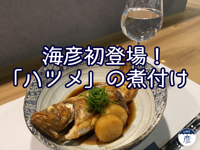 海彦初登場！隠れた名魚「ハツメ」の煮付け、オススメです