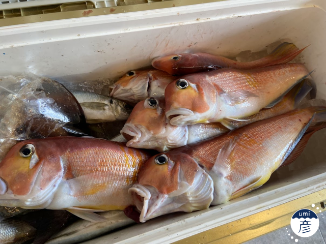 アマダイ大漁！！！【釣果】