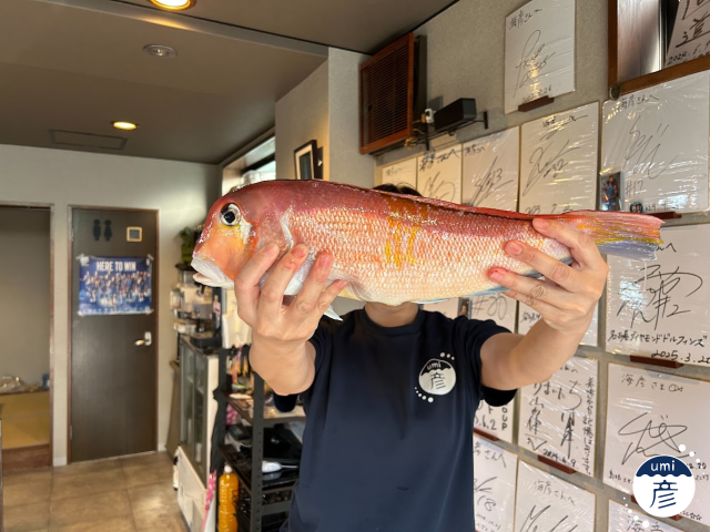 アマダイ大漁！！！【2025年6月釣果①】