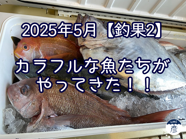 カラフルな魚たちがやってきた！！【2025年5月釣果その２】