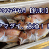 アマダイ大漁！！！【2025年6月釣果①】