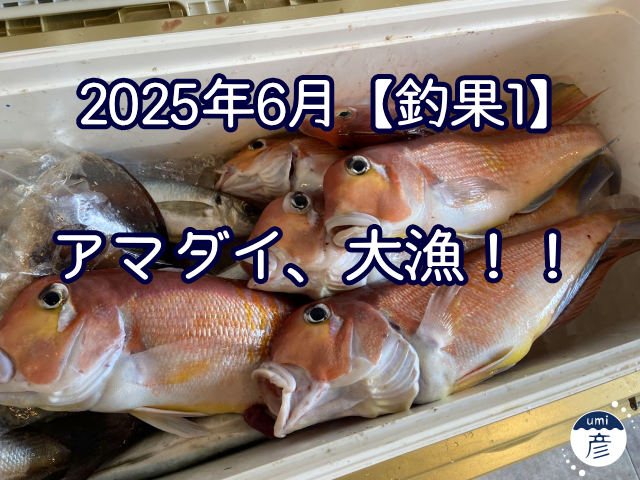 アマダイ大漁！！！【2025年6月釣果①】