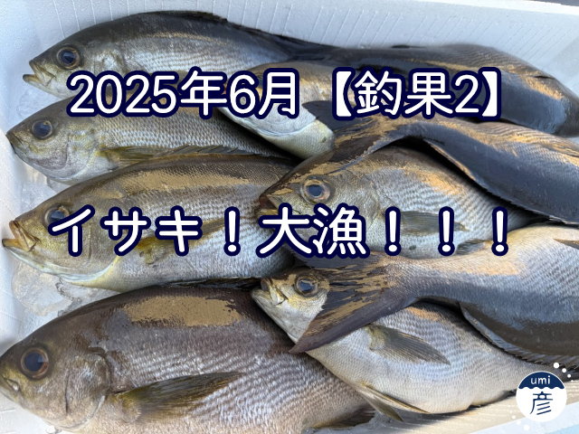 イサキが！大漁！！！【2025年6月の釣果②】