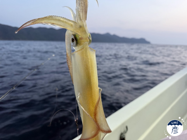 白イカの季節、到来！