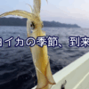 白イカの季節、到来！