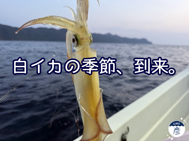 白イカの季節、到来！