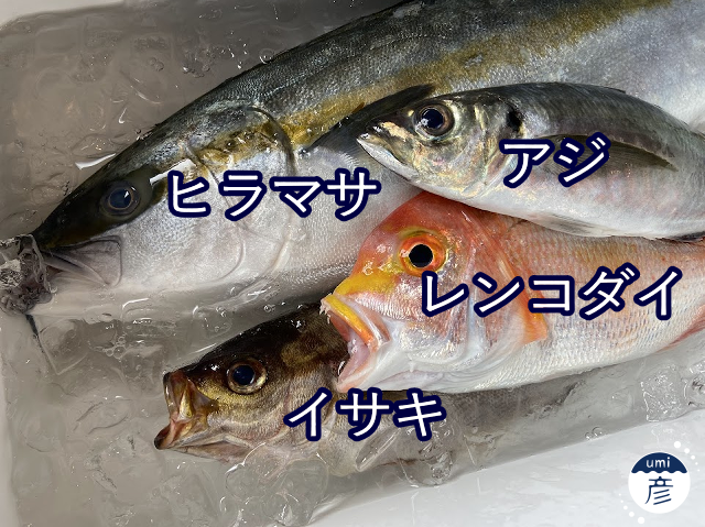 夏の魚、続々。～ヒラマサの美味しい季節がやってきた！～