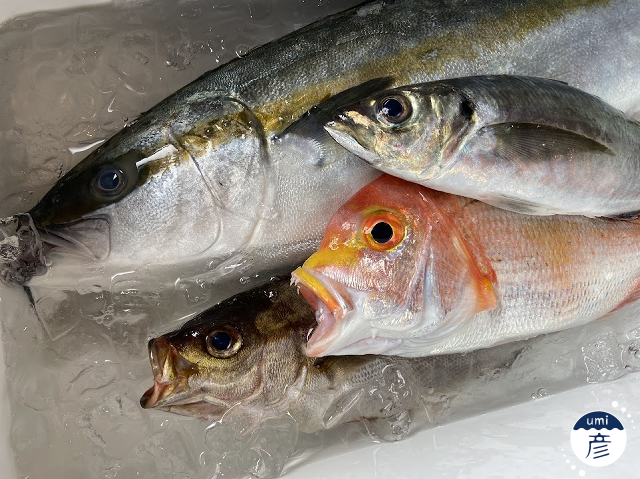 夏の魚、続々。～ヒラマサの美味しい季節がやってきた！～