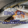 夏の魚、続々。～ヒラマサの美味しい季節がやってきた！～