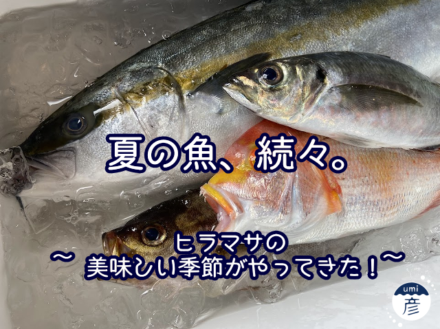 夏の魚、続々。～ヒラマサの美味しい季節がやってきた！～