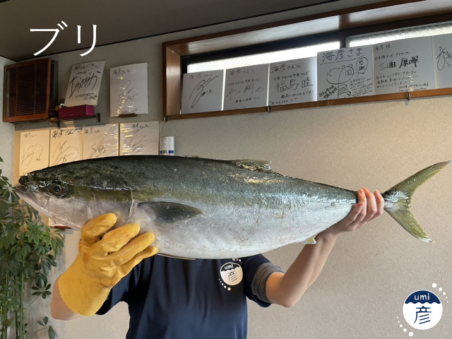 ヒラマサとブリの違いは？