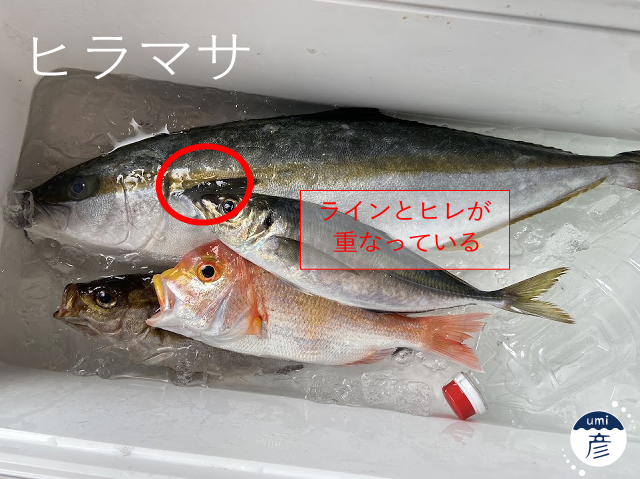 ヒラマサとブリの違いは？