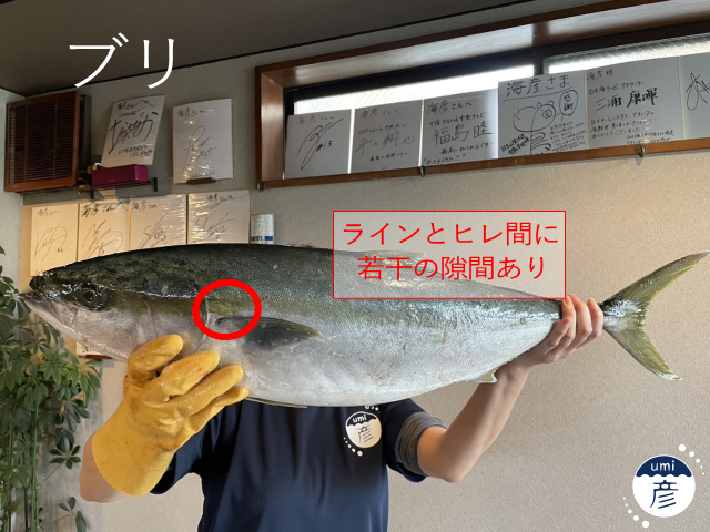ヒラマサとブリの違いは？
