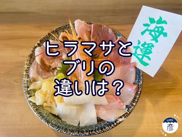 ヒラマサとブリの違いは？