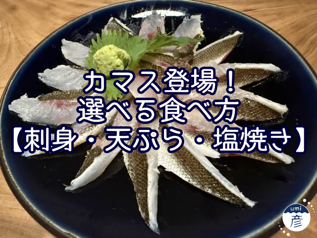 カマス登場！選べる食べ方【刺身・天ぷら・塩焼き】