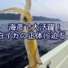 海彦で大活躍！白イカの正体に迫る！