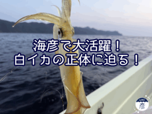 海彦で大活躍！白イカの正体に迫る！