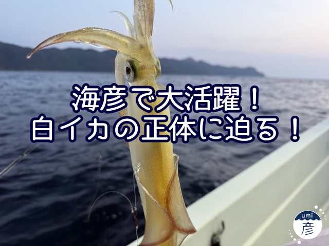 海彦で大活躍！白イカの正体に迫る！