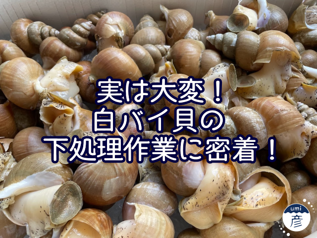 実は大変！白バイ貝の下処理作業に密着！