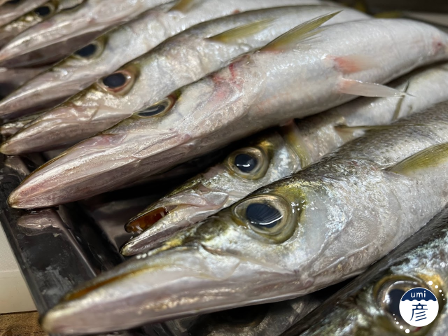 カマス登場！選べる食べ方【刺身・天ぷら・塩焼き】
