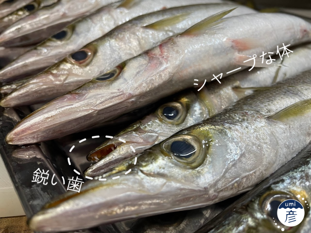 カマス登場！選べる食べ方【刺身・天ぷら・塩焼き】