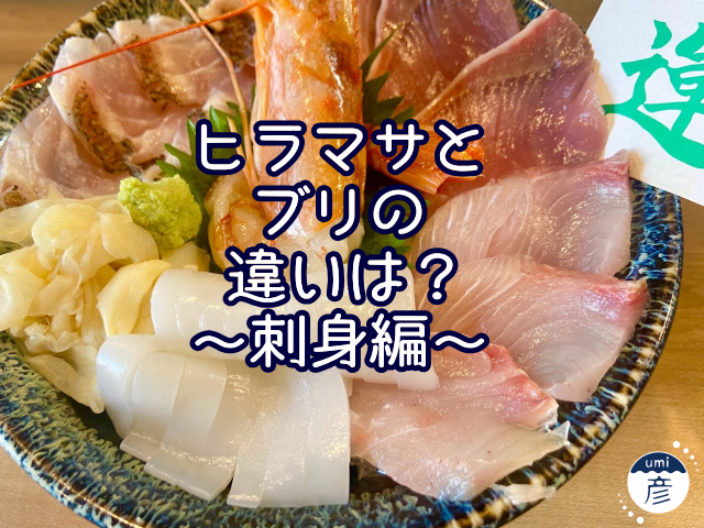 ヒラマサとブリの違いは？～刺身編～