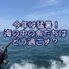 今年は猛暑！海の中の魚たちに影響は？