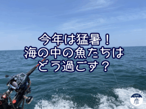 今年は猛暑！海の中の魚たちに影響は？