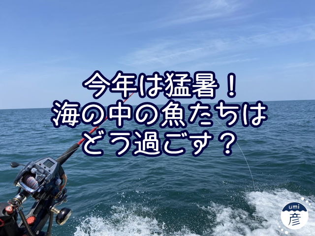 今年は猛暑！海の中の魚たちに影響は？