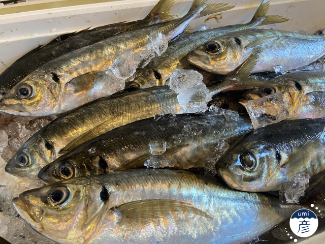 今年は猛暑！海の中の魚たちはどう過ごす？