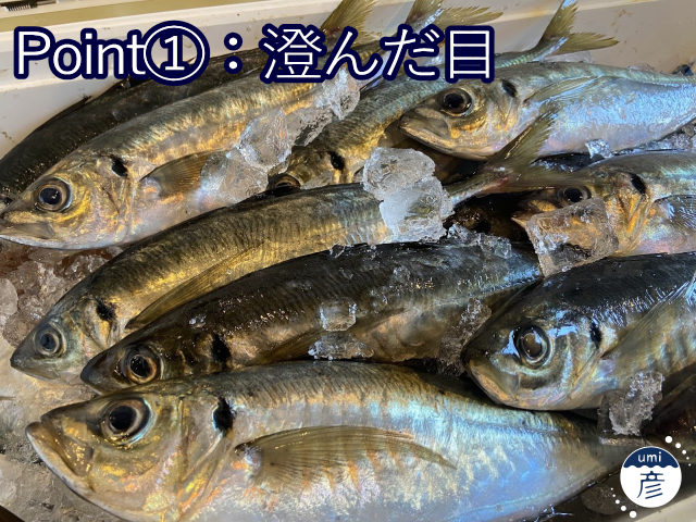 【料理長に聞いた！】美味しいアジの見分け方！