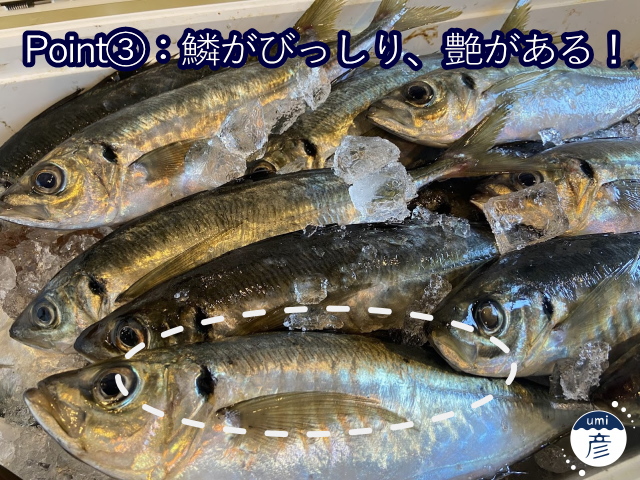 【料理長に聞いた！】美味しいアジの見分け方！