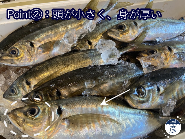 【料理長に聞いた！】美味しいアジの見分け方！