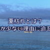 夏枯れとは？海の魚が少ない原因に迫る！