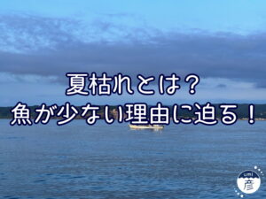 夏枯れとは？海の魚が少ない原因に迫る！