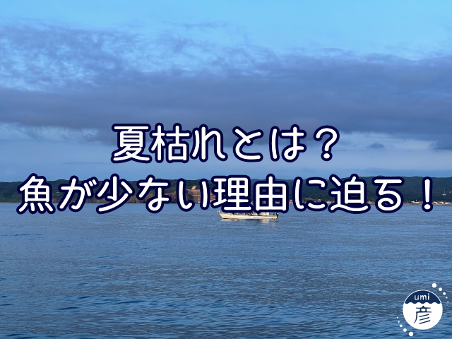 夏枯れとは？海の魚が少ない原因に迫る！