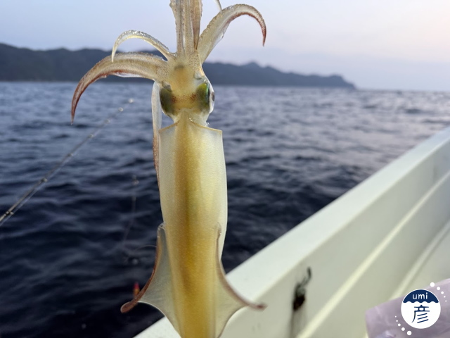 白イカとスルメイカの違いは？味・旬・食べ方を比較！