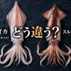 白イカとスルメイカの違いは？味・旬・食べ方を比較！