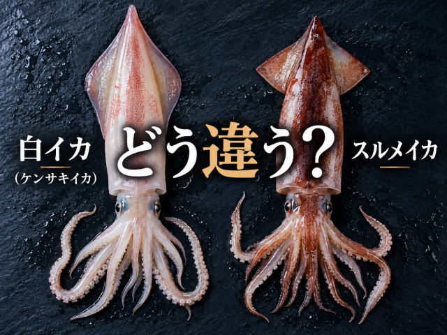 白イカとスルメイカの違いは？味・旬・食べ方を比較！